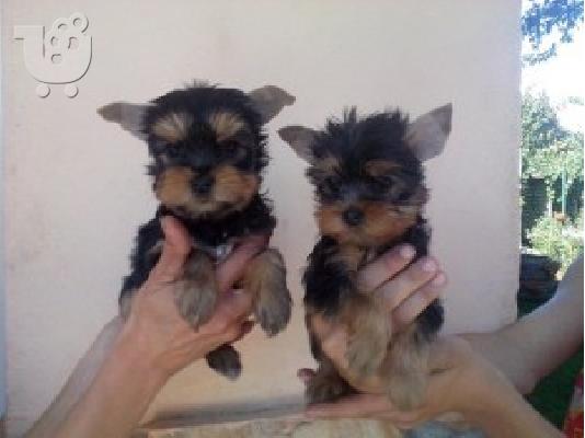 YORKSHIRE TERRIER